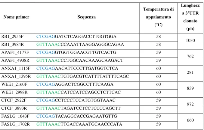 Tabella  3.  Primers  utilizzati  per  amplificare  le  porzioni  di  3’UTR  dei  geni  in  esame,  da  clonare  in  psiCHECK