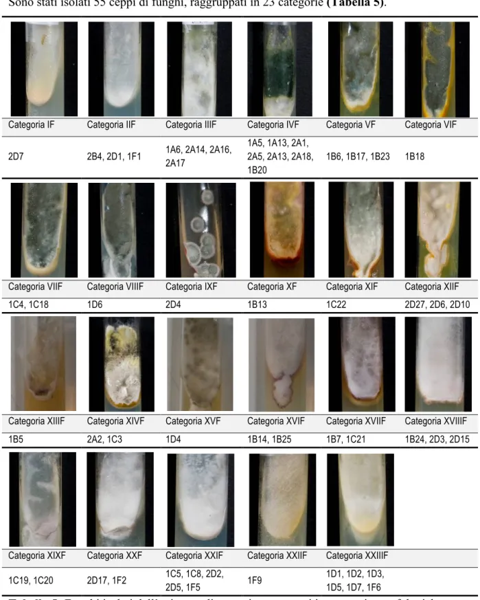 Tabella 5: Funghi isolati dall’epicarpo di agrumi raggruppati in categorie morfologiche 