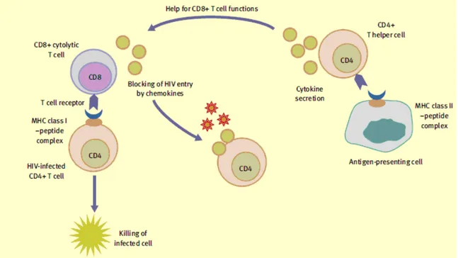 Figure 7: Function of virus-specific T cells 