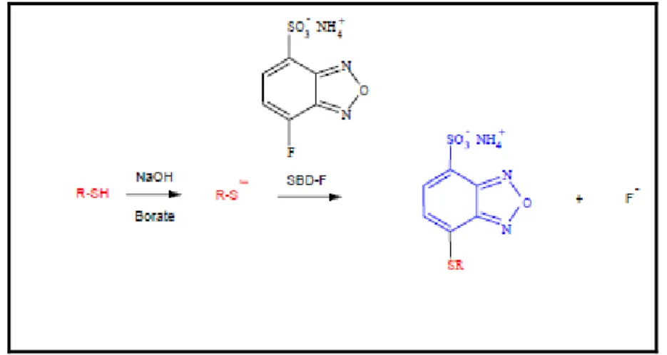 Figure 15: scheme of SBDF reaction