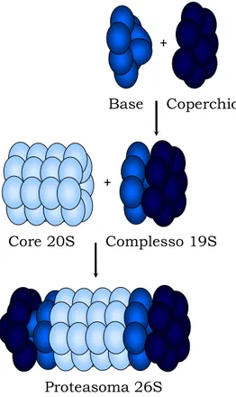 Figura 4. Rappresentazione schematica del proteasoma 20S.  Il core 20S si associa ai regolatori 19S dando origine al proteasoma 26S 