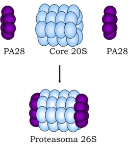 Figura 5. Rappresentazione schematica del proteasoma 26S.    Il core 20S è in questo caso associato ai regolatori PA28