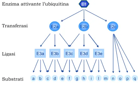 Figura  8.  Sistema  di  coniugazione  dell’ubiquitina  e  specificità  del  processo di ubiquitinazione