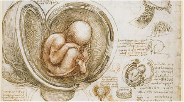 Figure 2. Leonardo Da Vinci – Embryological Drawings of the fetus 