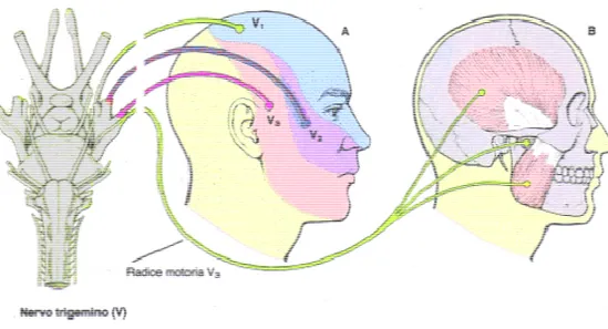 Figure 1: Motor root of trigeminal nerve) 