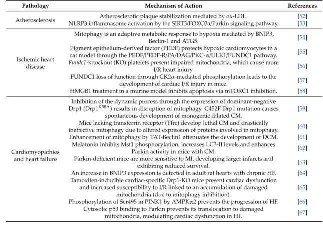 Table 1. Summary of literature describing mitophagic pathways in cardiovascular diseases.