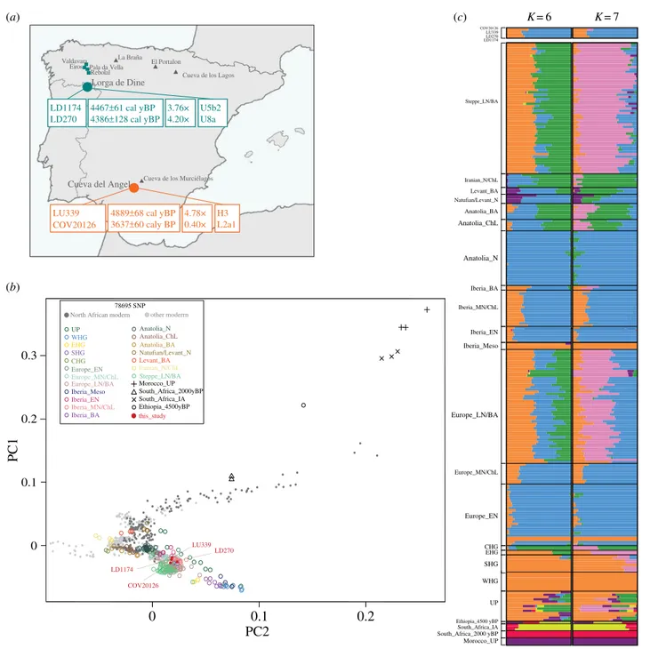 Figure 1. Geographical and genetic information of the ancient Iberian samples. (a) Archaeological sites included in this study