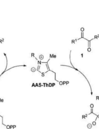 Figura 13 - Ciclo catalitico proposto per l'enzima tiamina dipendente 