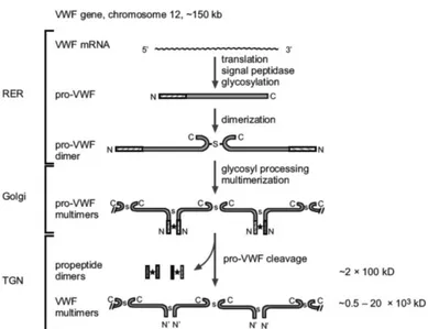 Figure 8: Biosynthesis steps of von Willebrand factor. *:on-covalent interaction; s:disulphide bonds