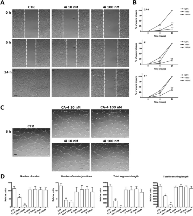 Figure 9.  Antivascular activity of compounds 4i and 5f. (A) Representative images of confluent HUVEC 