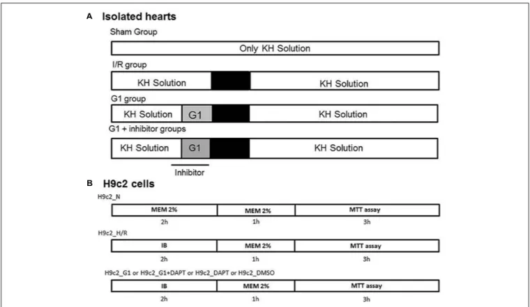 FIGURE 1 | Timeline of experimental protocols. (A) Protocols of ischemia/reperfusion (I/R) in isolated rat hearts and Sham group