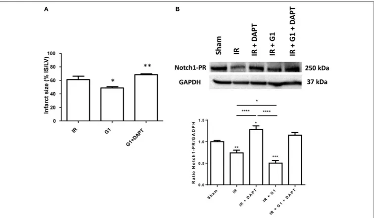 FIGURE 2 | Cardioprotective effects of G1 in normotensive female rats were abolished by Notch1 inhibitor