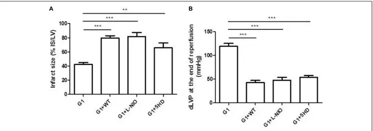 FIGURE 4 | Cardioprotective effects of G1 in Hypertensive Female Rats (SHR) were abolished by specific inhibitors of PI3K/Akt-eNOS-MitoKATP channels