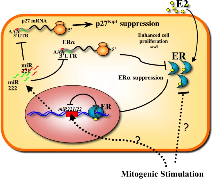 Figure 9. ERα constitutes a regulatory circuitry with miR221&amp;222. Our results suggest a model in 