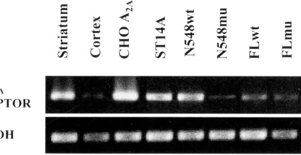 Figure  1.1  -  RT-PCR  for  the  A 2A AR  in  parental  ST14A  cells  and 