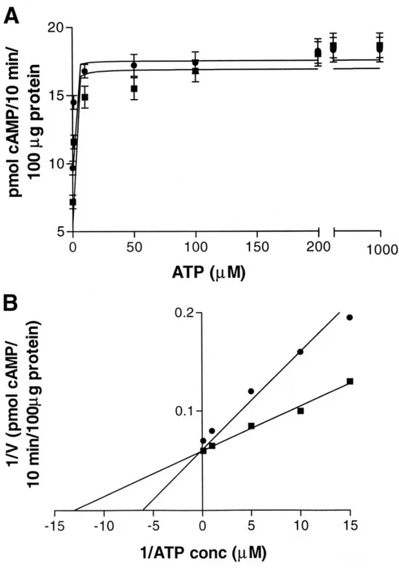 Figure 1.3 -  Saturation curves (A) and Lineweaver-Burk analysis (B)  of  adenylyl  cyclase  activity  stimulated  with  3  µM  forskolin  in  ST14A  ( • ) and N548 mu (■) membranes.