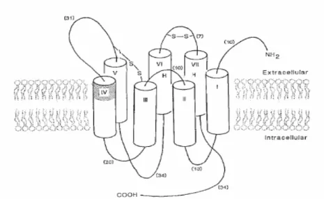 Figura 3: Struttura generale dei recettori adenosinici. 