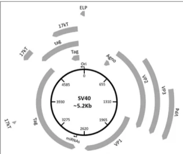 FIGURE 1 | Schematic representation of the SV40 genome. SV40 DNA is made up of three regions: the regulatory region and the early and late regions