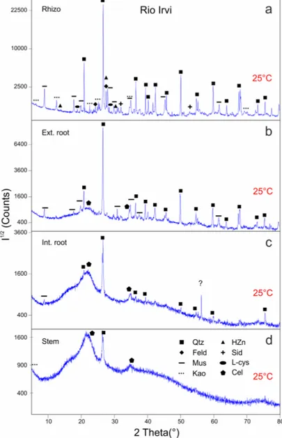Figure 5. XRD patterns of samples from Rio Irvi collected before heating (25 °C): rhizosphere (a), 