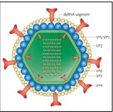 Figure  5.  Rotavirus  virion.  The  internal  layer,  or  core,  surrounds  the  viral  genome,  and  contains  the 
