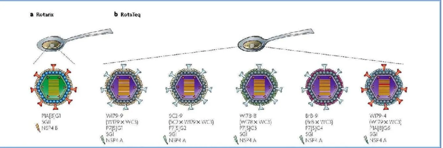Figure 14. The Rotarix ®  and Rotateq ®  vaccines. a. Rotarix ®  is an attenuated human Rotavirus vaccine made 