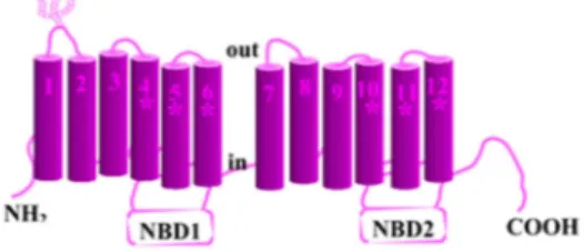 Figure  I-6.  Scheme  of  P-glycoprotein  and its  functional domain. Domains  directly 