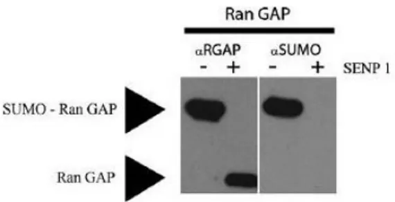 Figure 3. In vitro SUMOylation of RanGAP. An in vitro SUMO conjugation 