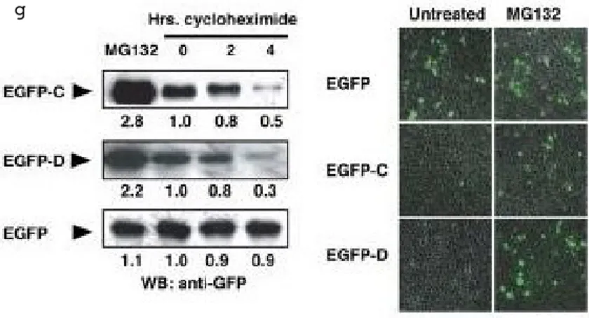 Figure  4.  a)  PML  undergoes  degradation  in  HEK293  cells.  Endogenous  PML  and 