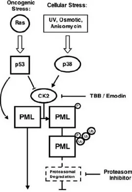 Figure  7.  Molecular  mechanisms  controlling  PML 