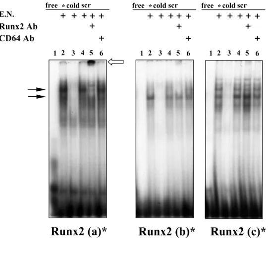 Figura 15. Saggio di ritardo della mobilità elettroforetica (EMSA) su Runx2 (a)*, Runx2 (b)* e Runx2(c)* con estratti nucleari di SaOS-2