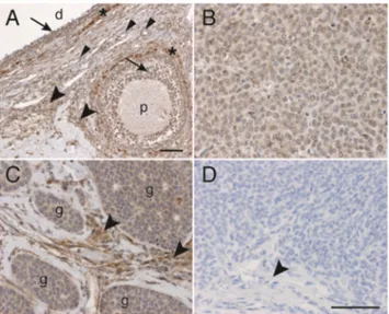 Fig. 1 Immunohistochemistry demonstrating TRAIL protein expression in AGCTs. a TRAIL staining in a large dominant follicle (d) and a primary follicle (p) of a normal human ovary