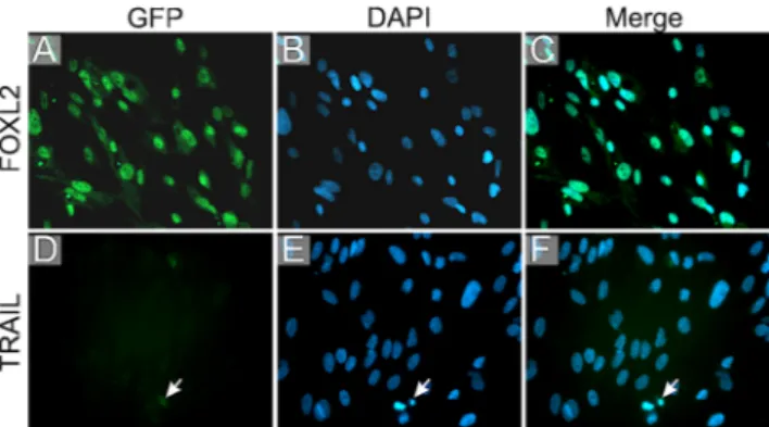 Fig. 2 Immunofluorescent staining of primary cultured AGCT cells. First column; antigen staining visualized with GFP in green, second