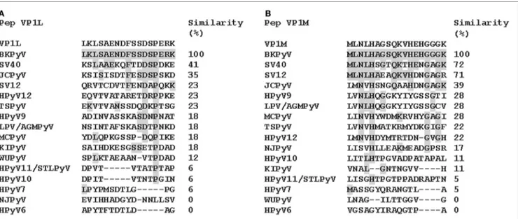 FigUre 1 | similarity among BK polyomavirus (BKPyV)-specific VP1 mimotopes, VP1l (a) and VP1M (B) and other polyomavirus VP1