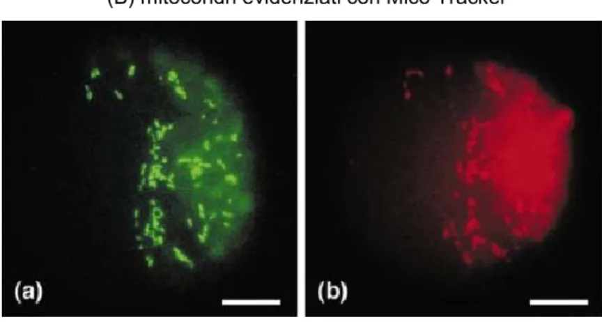 Figura 7. Localizzazione subcellulare della P5CDH (da Deuschle et al., 2001) 