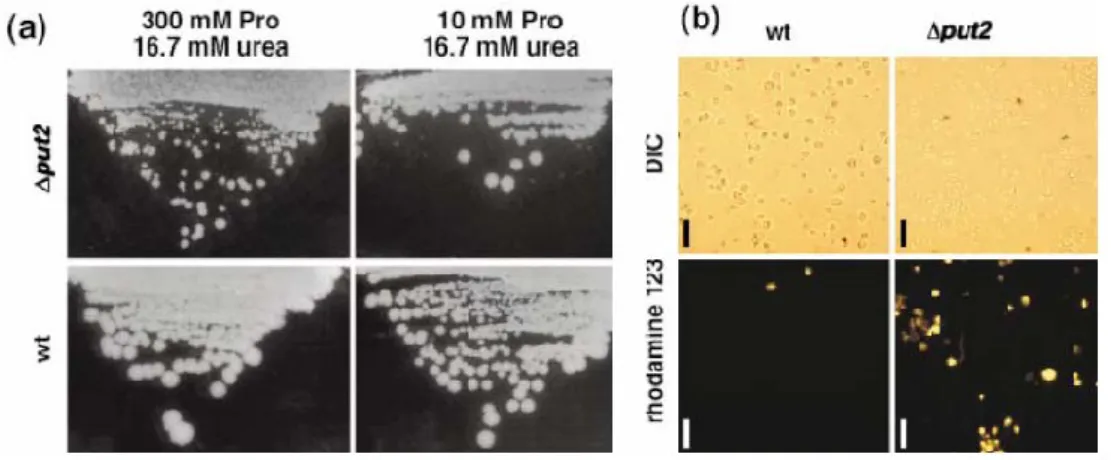 Figura 20. Tossicità della prolina in lievito 