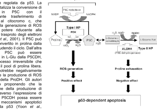 Figura 22. Meccanismo proposto per il ruolo di ProDH e P5CDH   nei fenomeni apoptotici mediati da p53 