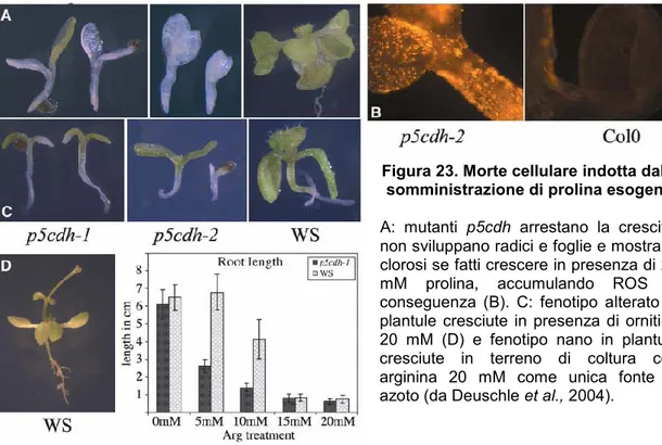 Figura 23. Morte cellulare indotta dalla  somministrazione di prolina esogena 