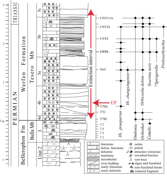 Figure 2 Stratigraphic column of the Tesero succession containing the formational and (supposed) erathem boundaries and the stratigraphic ranges of conodonts and brachiopods