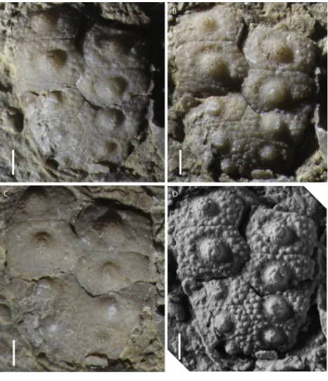 Figure 3 Photos of specimen MPL 8651-1 of Eotiaris teseroensis. Photos of specimen MPL 8651-1 of