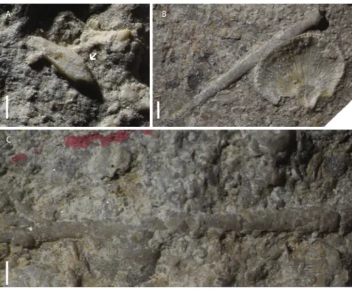 Figure 4 Plates and lantern elements attributed to Eotiaris teseroensis or indeterminate