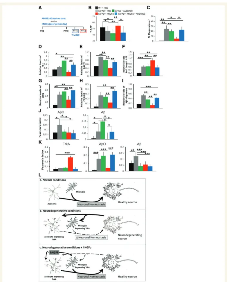 Figure 8 Co-administration of hNGFp with the CXCR4 inhibitor AMD3100 prevents the recovery of memory deficits, the decrease in APP processing, the amyloid-b species decrease in microglia and astrocytes, and the increase of TrkA astrocyte expression induced