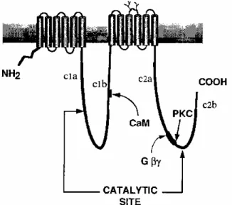 Figura  5:  Struttura  molecolare  dell’adenilil  ciclasi.  L’enzima  è  formato  da  due  sezioni,  entrambe  costituite  da  una 