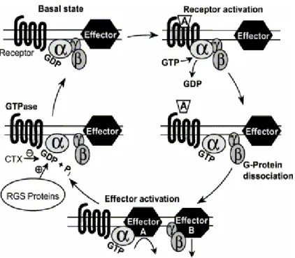 Figura 6: Ciclo delle proteine G. A agonista; CTX tossina del colera; RGS regolatore delle proteine G 