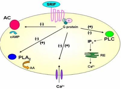 Figura  10:  Alcune  vie  di  trasduzione  influenzate  da  SRIF.  AC:  adenilil  ciclasi;  PLC:  fosfolipasi  C;  IP3:  inositolo 