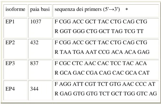 Tabella I. Sequenze dei primer specifici per EP1-4 e dimensioni dell’amplificato,  [120] [121]