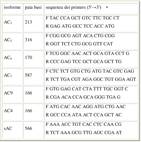 Tabella III: Sequenze dei primer specifici per le isoforme di AC;  [123]. 
