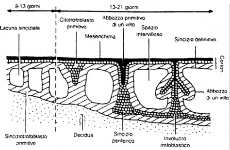 Figura 2: Stadi di sviluppo dei villi placentari. Nella figura si può osservare la sezione trasversa di un villo coriale 