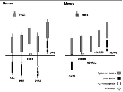 Figura  4.  Schema  riassuntivo  delle  interazioni  ligando-recettore  di  TRAIL  nell’uomo e nel topo