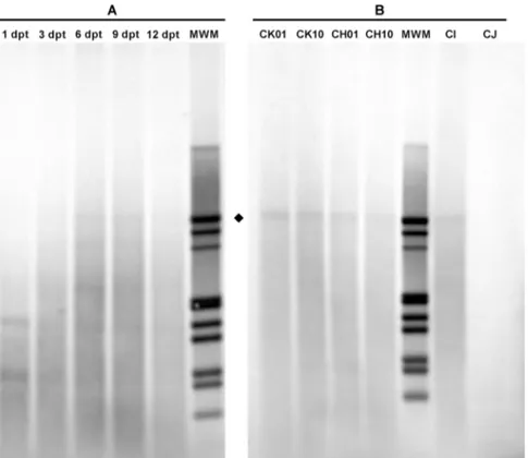 Fig. 6. Southern Blot Analysis of B19V DNA from transfected UT7/EpoS1 cells. Molecular forms of B19V DNA in transfected UT7/EpoS1 cells