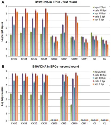Fig. 8. B19V DNA from EPCs in the comparative analysis. B19V replication and release in supernatant in a time course of infection of EPCs